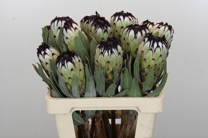 <h4>Protea Niobe</h4>