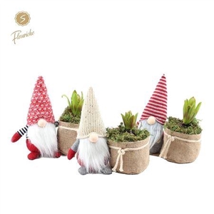 Hyacinth Mix 1316 Fluffy Santa 1pp