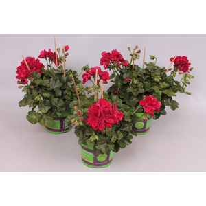 Pelargonium peltatum Karolina (Burgundy)