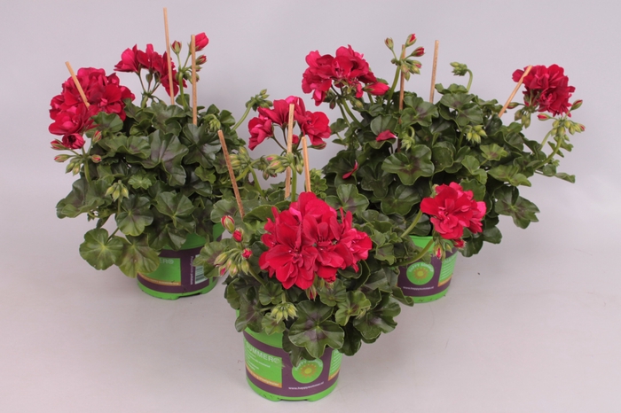 <h4>Pelargonium peltatum Karolina (Burgundy)</h4>