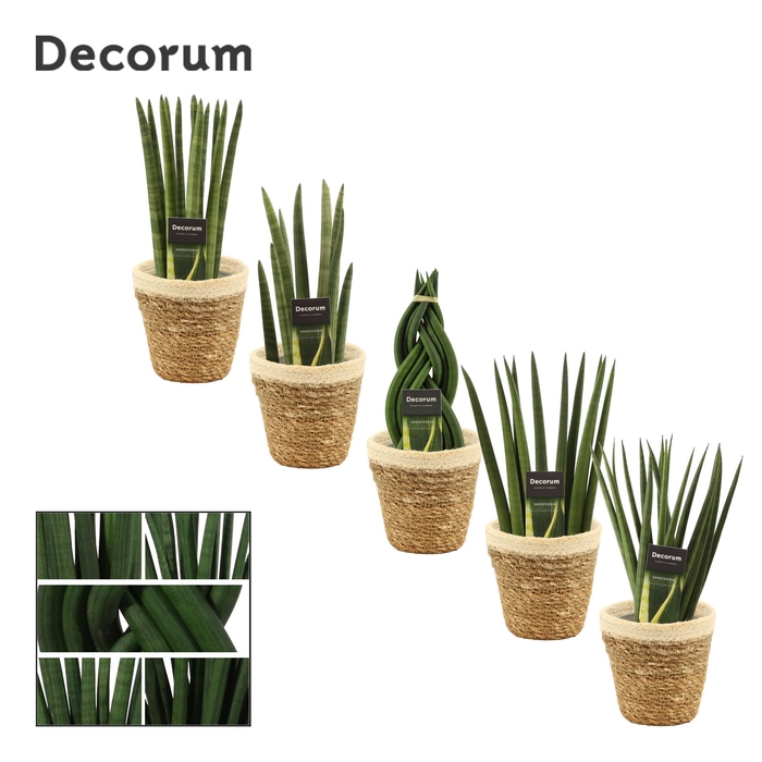 Sansevieria Cylindrica 12 cm mix in Yves mand (Deco-collection)