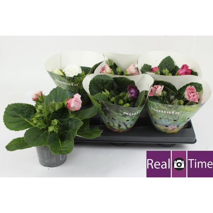 <h4>Sinningia Sonate mix 13Ø 20cm</h4>