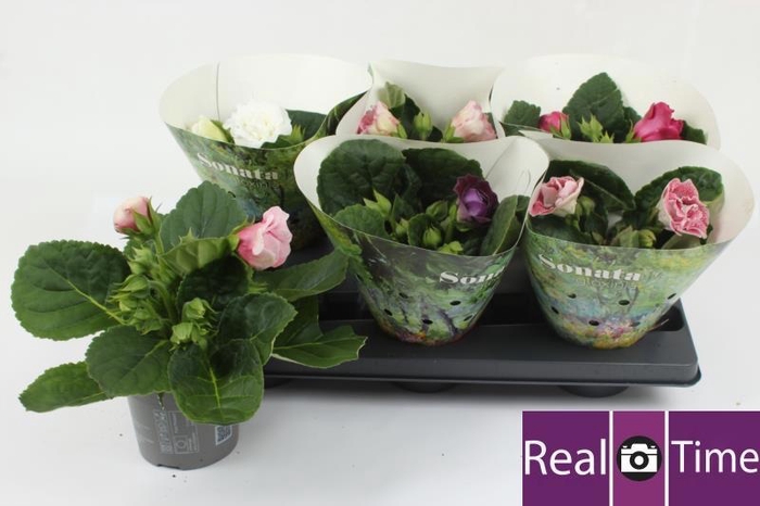 Sinningia Sonate mix 13Ø 20cm