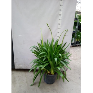 Agapanthus  'Big Blue'