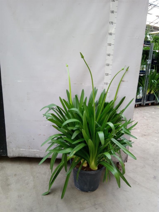 <h4>Agapanthus  'Big Blue'</h4>