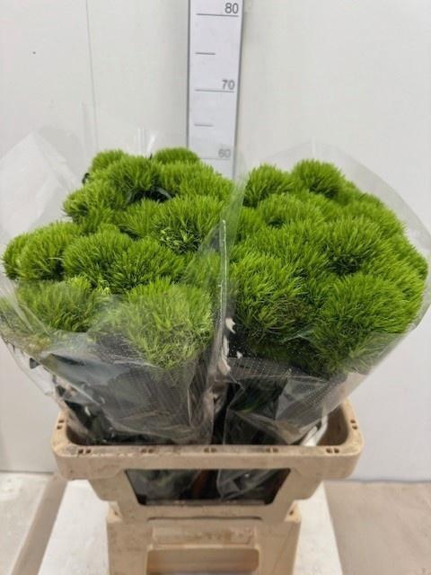 <h4>DI BARB KIWI MELLOW</h4>