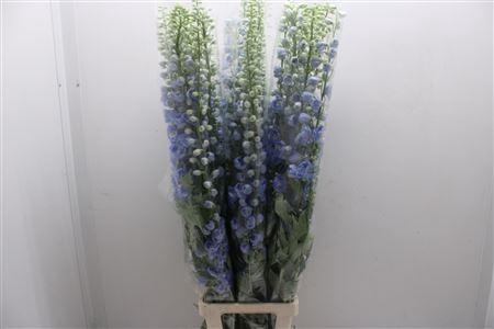 <h4>Delph L Blue</h4>