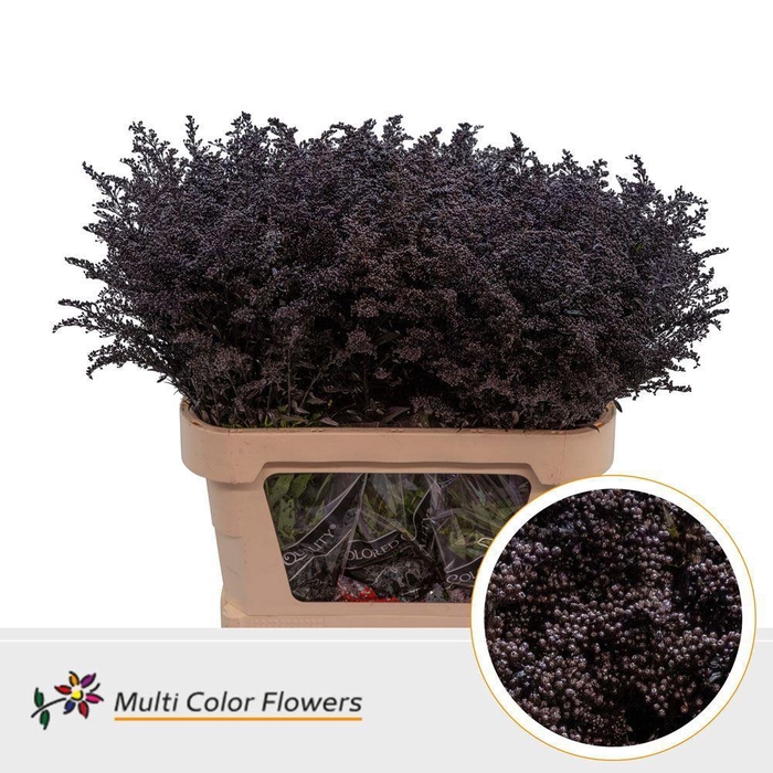 <h4>Solidago colored AUBERGINE</h4>