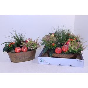 ARR TUINPLANTEN