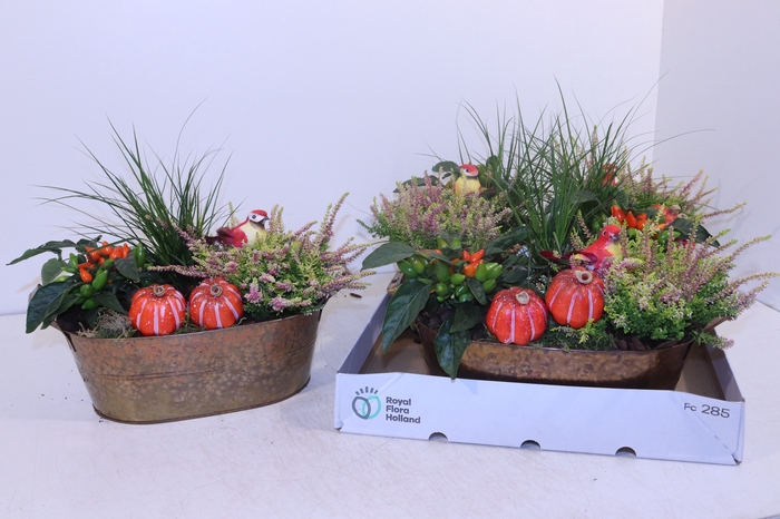 <h4>ARR TUINPLANTEN</h4>