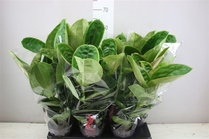 <h4>Medinilla Lambada 2+</h4>