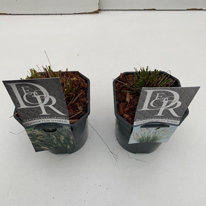 Pennisetum mix