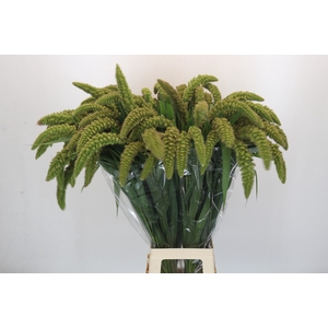 Setaria Italica Green Pearl