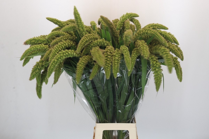 <h4>Setaria Italica Green Pearl</h4>