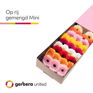 Germini Mix op Rij Doos