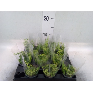 Senecio rowleyanus