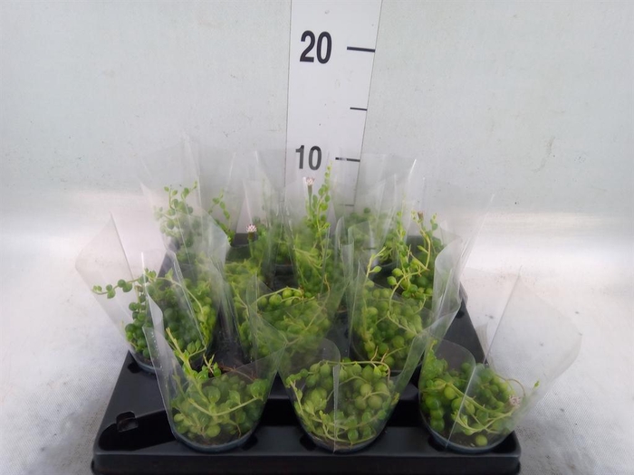 <h4>Senecio rowleyanus</h4>