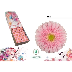 Gerbera Fem