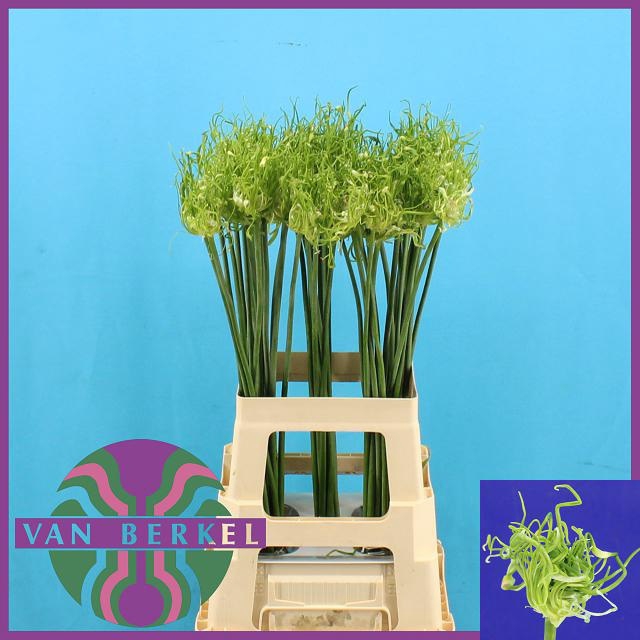 <h4>ALLIUM FIDO DIDO</h4>