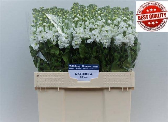 <h4>Matthiola Aida White Vellekoop</h4>