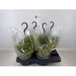 Dischidia pectenoides