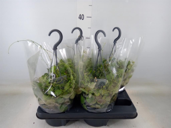 <h4>Dischidia pectenoides</h4>