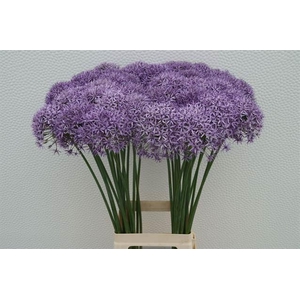 ALLIUM VIOLET BEAUTY