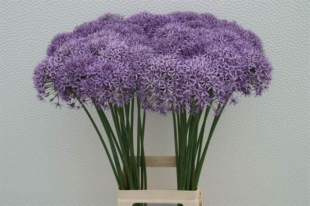 <h4>ALLIUM VIOLET BEAUTY</h4>