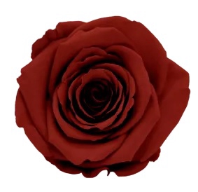 <h4>Roos XL GRP-01</h4>