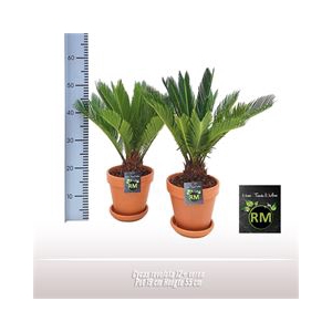 Cycas revoluta 15-20 veren Premium