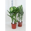 Dieff Se Tropic Snow