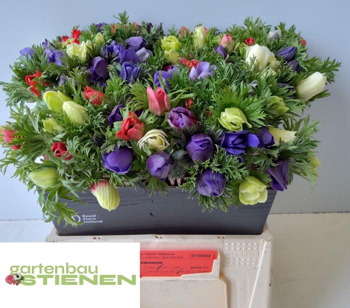 <h4>ANEM CO MONA LIS MIX</h4>