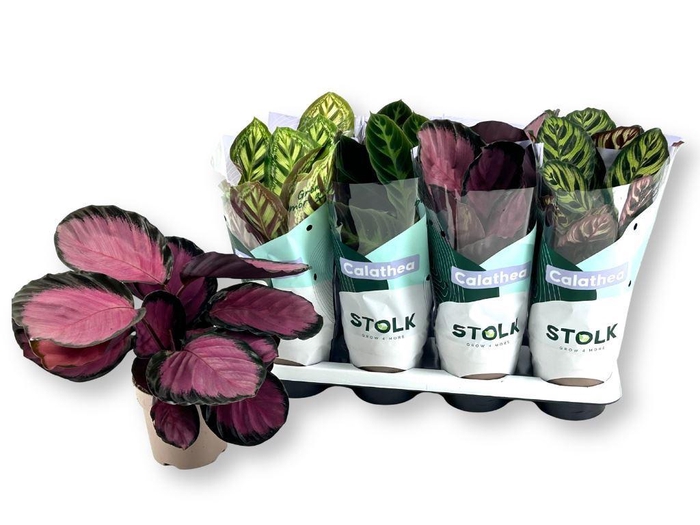 <h4>Calathea gemengd 4 soorten</h4>