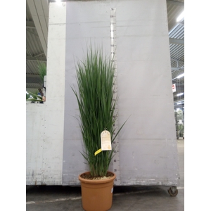 Panicum virgatum