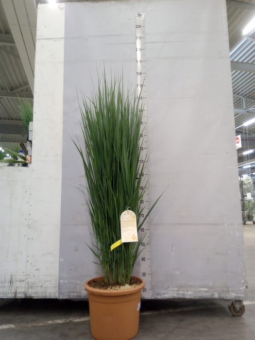 <h4>Panicum virgatum</h4>