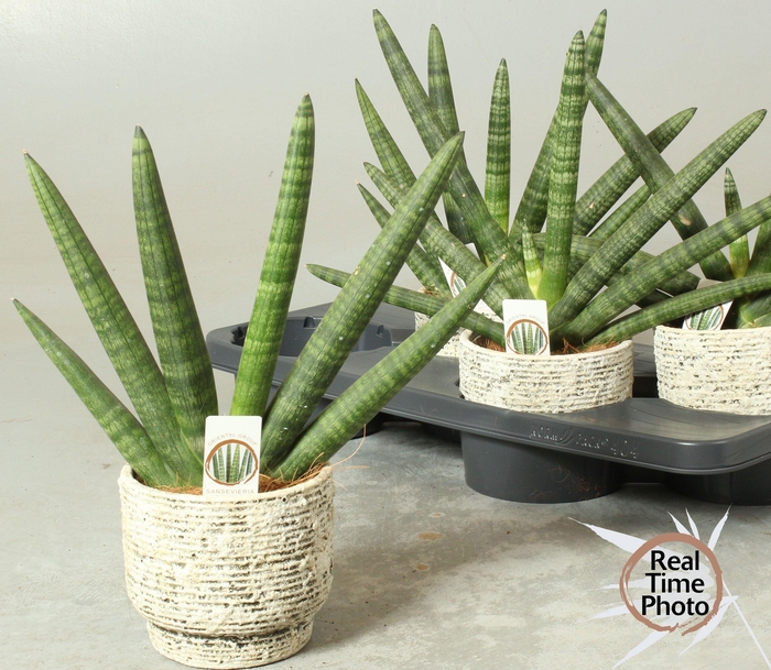 <h4>SANSEV CY HANDSHAKE</h4>