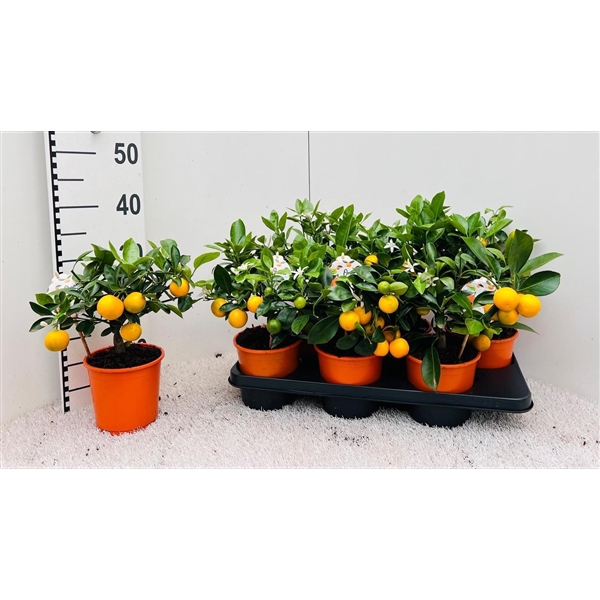 Citrus Calamondin medi-stem (s2)