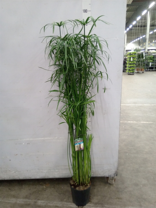 <h4>Cyperus   ...</h4>