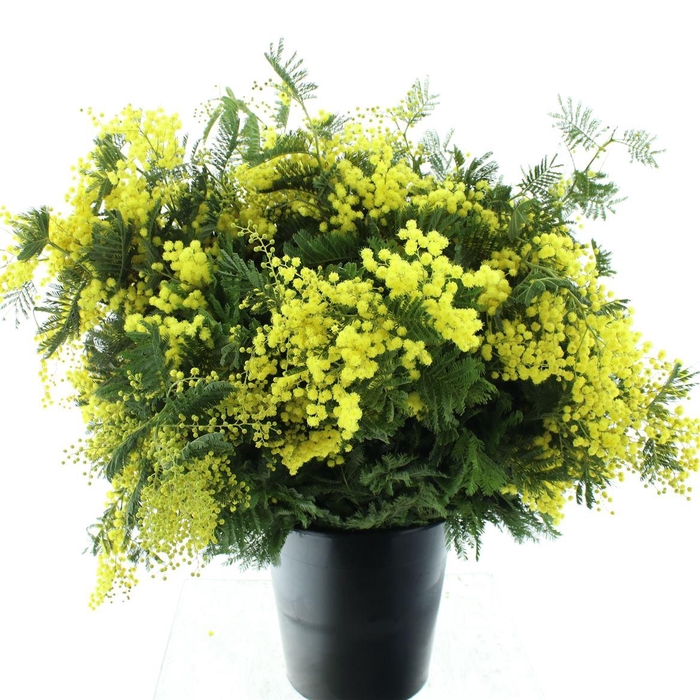 <h4>Mimosa Mirandol 1000 Gram</h4>