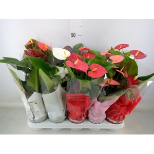 Anthurium   ...mix 4