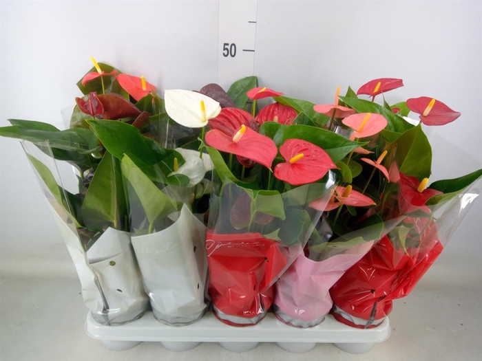 <h4>Anthurium   ...mix 4</h4>