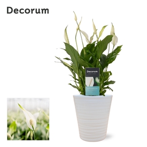 Spathiphyllum 13 cm Bellini in Wave keramiek Decorum - Basic