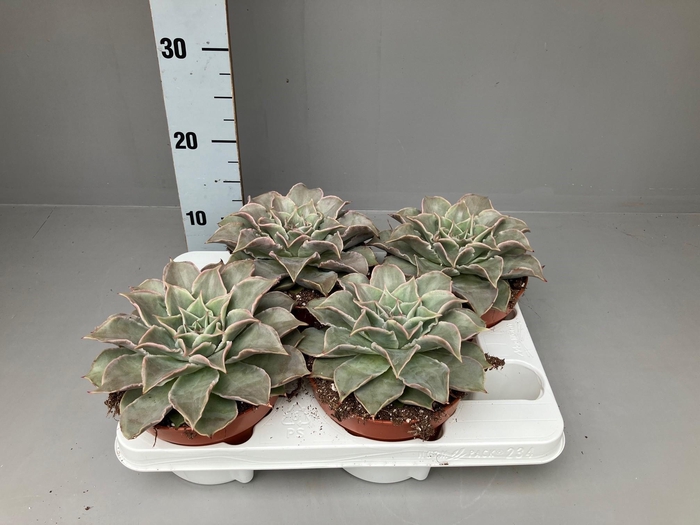 <h4>Echeveria Madiba (Maradiba) 15 cm</h4>