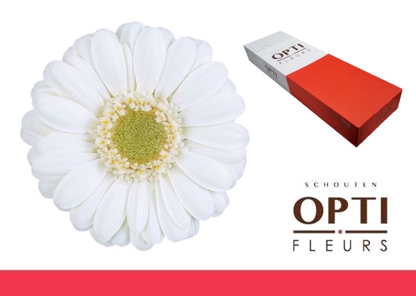 <h4>Germini Albino Doos</h4>