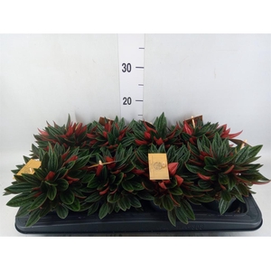 Peperomia caperata 'Rosso'