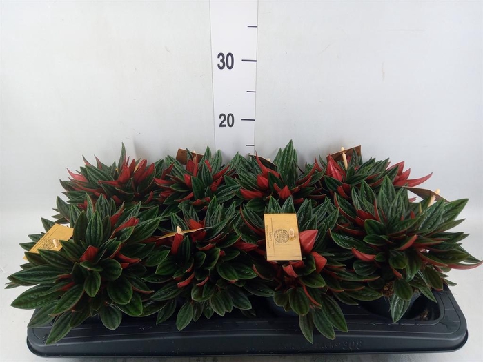 <h4>Peperomia caperata 'Rosso'</h4>