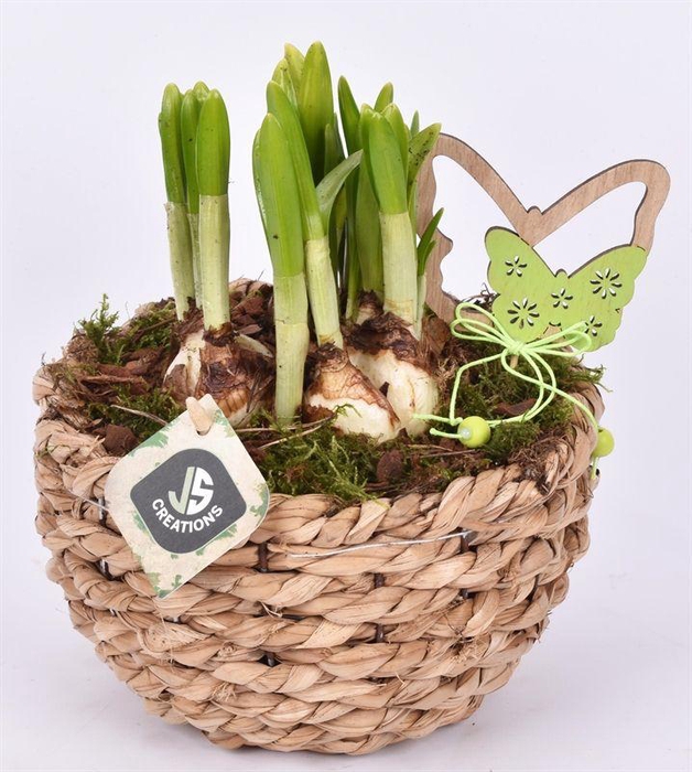 <h4>Mais mand 18cm</h4>