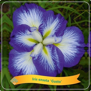 Iris ensata 'Gusto' C5