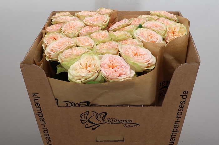 <h4>R Gr Amberley Park!</h4>