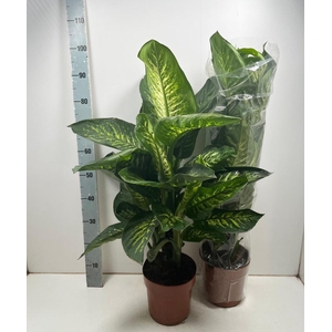 DIEFF SE TROPIC SNOW